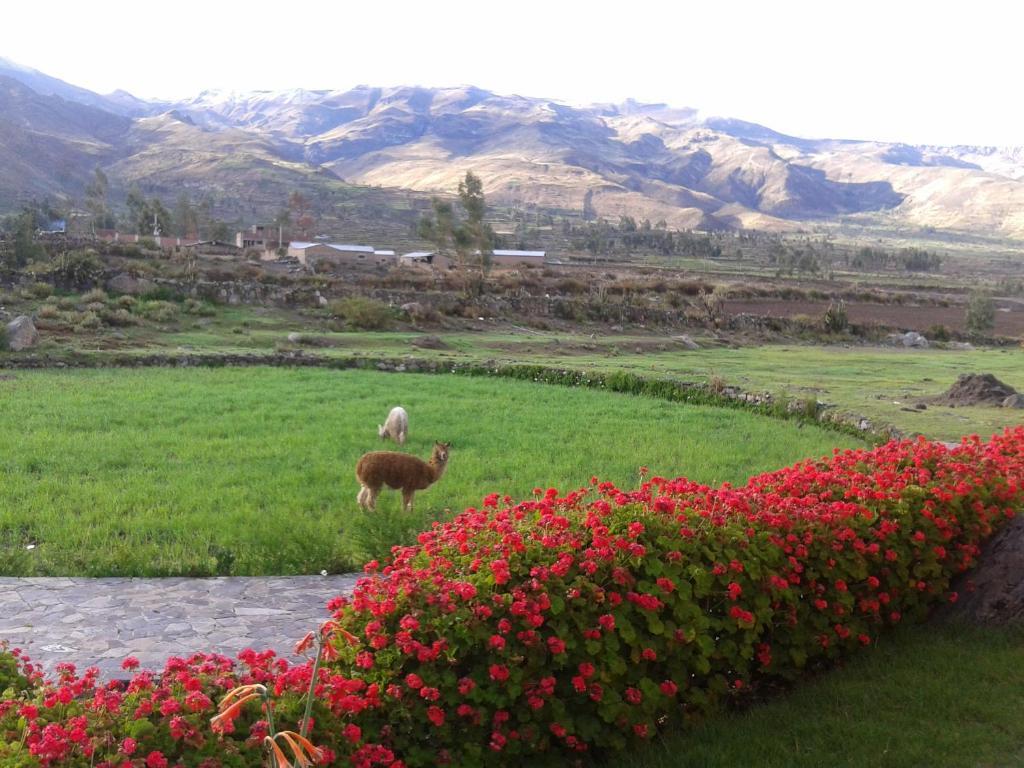 Eco Inn Colca Yanque Exterior photo